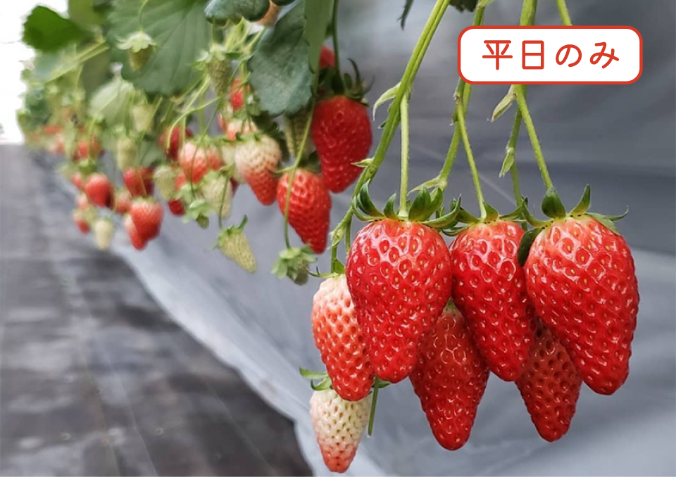 アグリパークいわき 観光いちご園