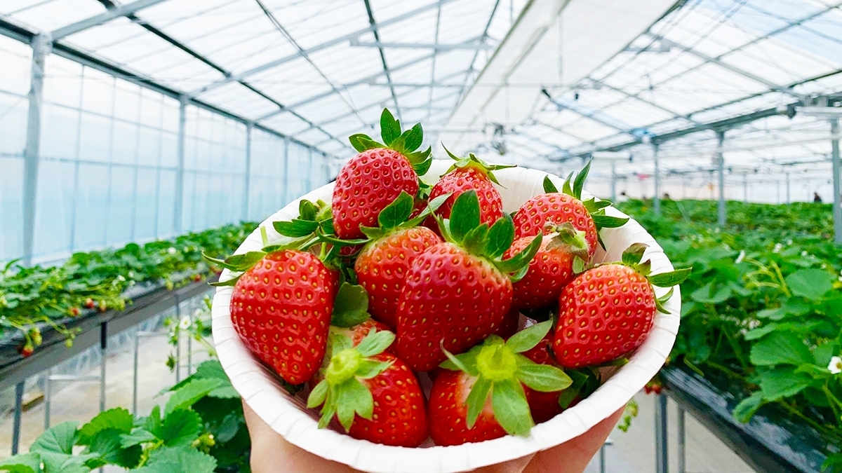 ヘレナストロベリーランド